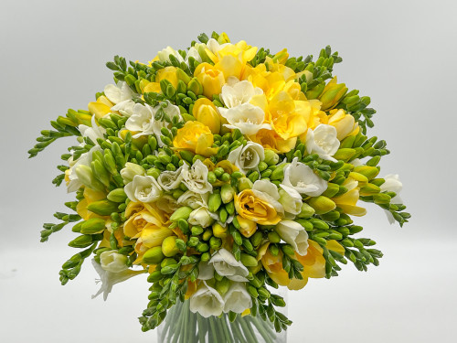 Buchet 61 de frezii albe si galbene